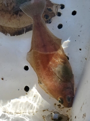 Citharichthys sordidus