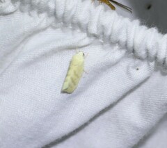 Earias paralella