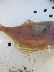Citharichthys sordidus