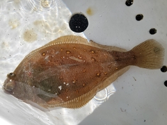 Citharichthys xanthostigma