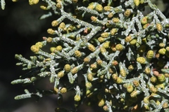 Cupressus arizonica