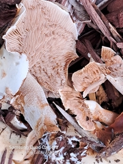 Hebeloma