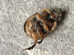 Bolbocerosoma confusum