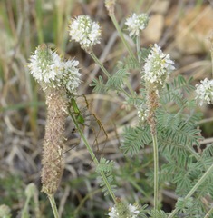 Dalea albiflora