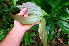 Costus pictus