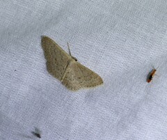 Idaea philocosma
