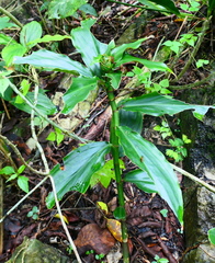 Costus pictus