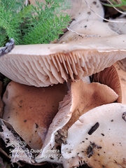 Hebeloma