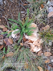 Hebeloma