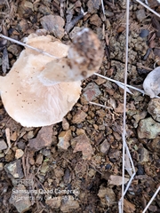 Hebeloma