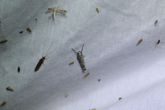 Ethmia sphaerosticha