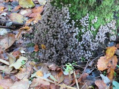 Coprinellus disseminatus
