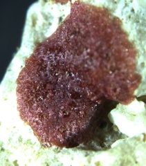 Homotrema rubrum
