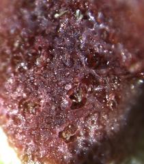 Homotrema rubrum