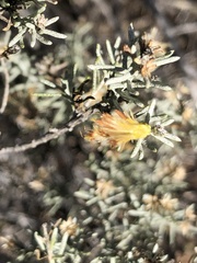 Ericameria laricifolia