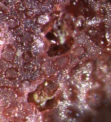 Homotrema rubrum