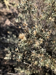 Ericameria laricifolia