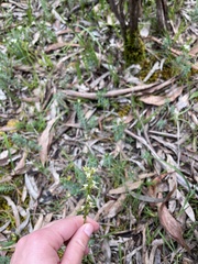 Prasophyllum odoratum