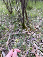 Prasophyllum odoratum