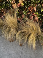 Muhlenbergia rigens