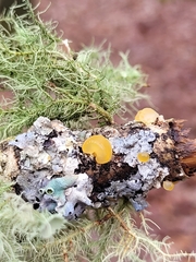 Tremella mesenterica