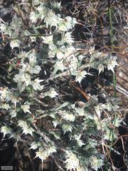 Erica xeranthemifolia