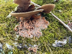 Merulius tremellosus