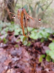 Lysimachia quadrifolia