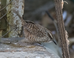 Campylorhynchus gularis