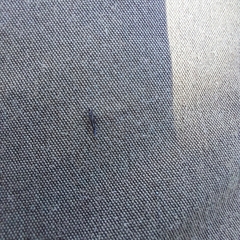 Phlaeothripidae