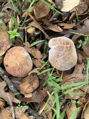 Xerocomellus dryophilus