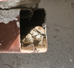 Campylorhynchus gularis