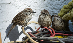 Campylorhynchus gularis