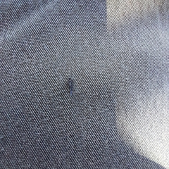 Phlaeothripidae