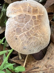 Xerocomellus dryophilus