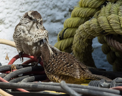 Campylorhynchus gularis