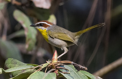 Basileuterus rufifrons