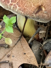 Xerocomellus dryophilus