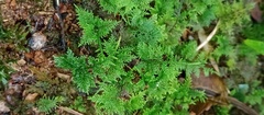 Pelekium
