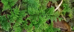Pelekium
