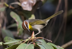 Basileuterus rufifrons
