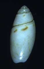 Olivella inusta