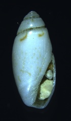 Olivella inusta