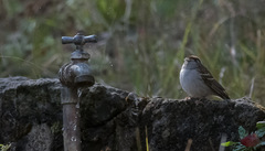 Spizella passerina