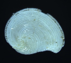 Archaias angulatus