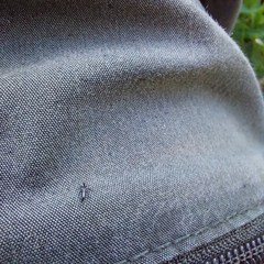 Phlaeothripidae