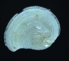 Archaias angulatus