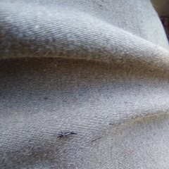 Phlaeothripidae