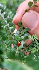 Coccinella undecimpunctata
