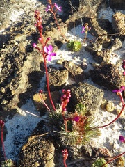 Stylidium lineare